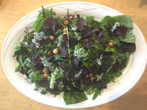 Mixed salad from foraged greens